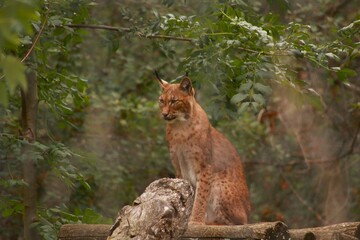 Un lynx observe attentivement son environnement, dissimulé dans la végétation. Ce grand félin d’Europe illustre la discrétion, la puissance et la beauté sauvage des forêts.