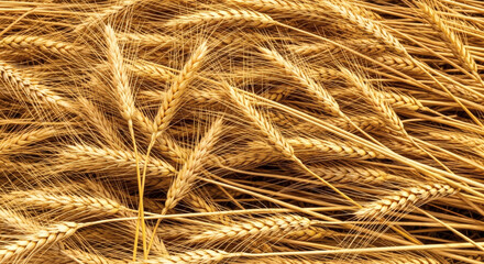 A close up view of many stalks of wheat lying next to each other
