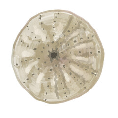 Hand drawn watercolor coastal sea themed illustration. She’ll