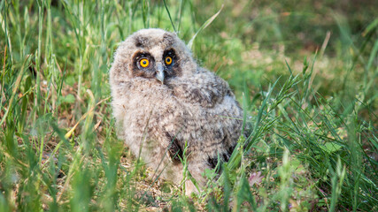 great horned owl