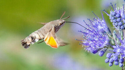 bee on flower
