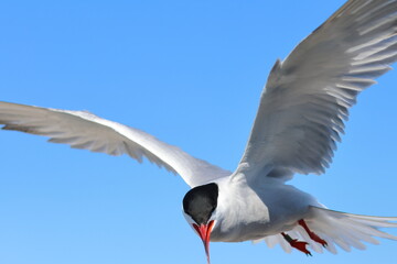 common tern