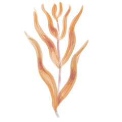 Hand drawn watercolor coastal sea themed illustration. Seaweed 