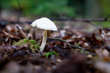 White mushroom on forest floor