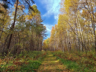 autumn in the forest with trees and foliage