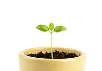 Isolated basil sprout growing in pot for gardening, home cooking, healthy cooking, agriculture