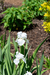 Beautiful white iris blossoms in spring garden