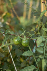 Vertical close-up of two green cherry tomatoes on a small vine in an urban garden. Fresh leaves around show natural growth and autumn harvest in Vienna.