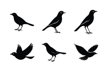 Set of different linocut styles of myna