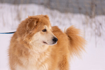 A fluffy golden dog stands in the snow, looking to the side. The background features a blurred winter landscape with soft snow and distant trees.