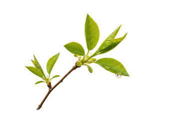 Isolated new green leaves branch springtime growing freshness in a natural environment