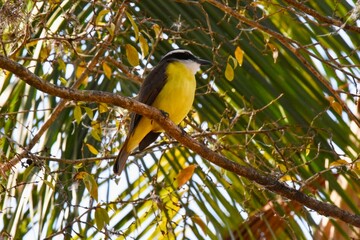 Great Kiskadee
