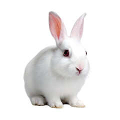 Obraz premium A cute fluffy white rabbit with pink ears and red eyes, sitting and looking forward, isolated on transparent background