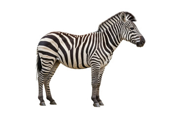 Isolated Zebra stands still and looks to the right in an outdoor setting with natural lighting