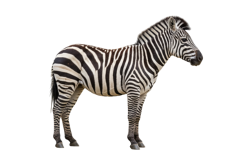 Isolated Zebra stands still and looks to the right in an outdoor setting with natural lighting