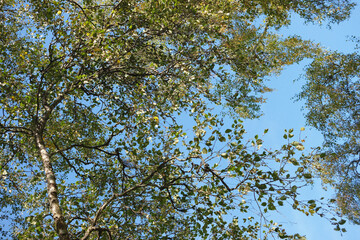 birch trees with autumn leaves against a blue sky