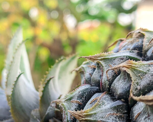 Close-up of raw pineapple, pineapple skin, macro shot of pineapple with bokeh. © Abimanyu