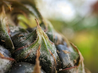 Close-up of raw pineapple, pineapple skin, macro shot of pineapple with bokeh. © ABYM