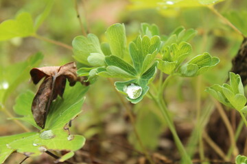 Single water droplet on a vibrant green columbine leaves