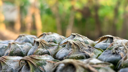 Close-up of raw pineapple, pineapple skin, macro shot of pineapple with bokeh. © Abimanyu