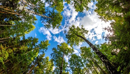 Lush forest canopy, sunlight through trees