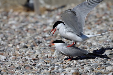 common tern