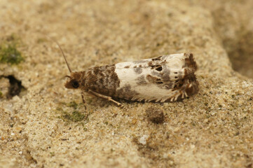 Closeup on the small poplar shoot-borer moth, Gypsonoma aceriana sitting on wood in the garden