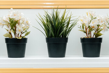 three small green houseplants on shelf
