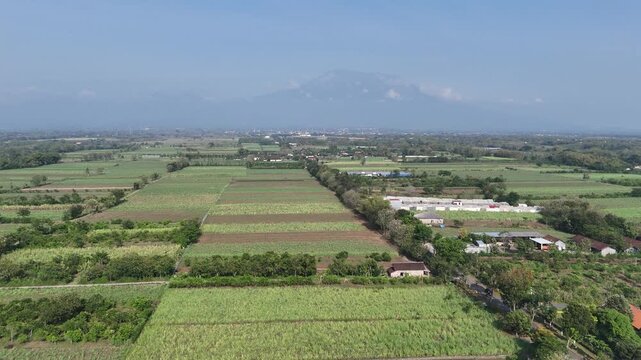 Dramatic Aerial Ascent: Young Sugarcane Fields to Mount Lawu Vista
