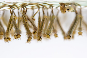 Mosquito larvae hanging from water surface, showcasing their segmented bodies and bristles. image captures their aquatic environment