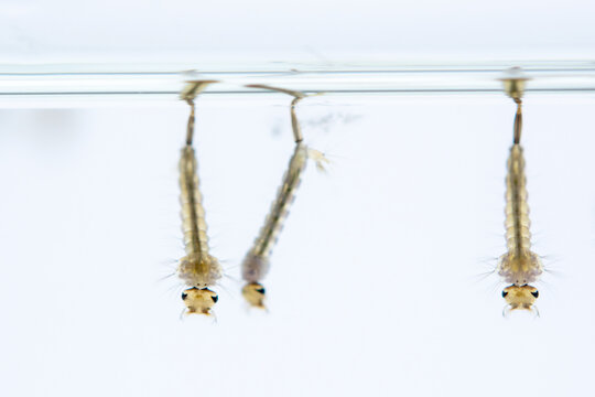 Mosquito larvae hanging from water surface, showcasing their segmented bodies and bristles. image captures their aquatic environment