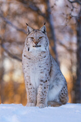 Lynx sitting in snowy wilderness