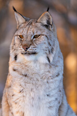 Majestic Eurasian lynx in the wild