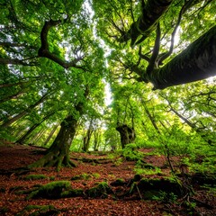 Lush forest canopy view from below