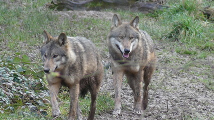 brown wolves walking together in the forest