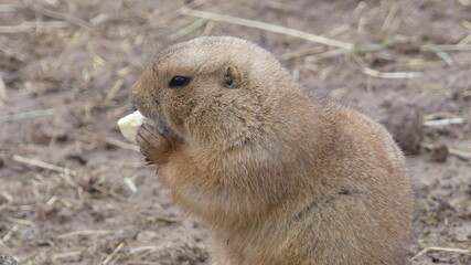 prairie dog in profile eating food