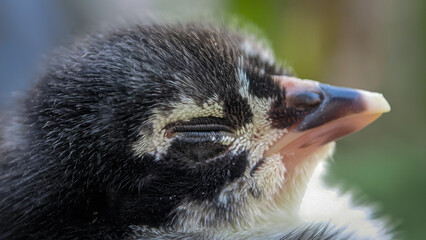 Newly hatched black chicks, seen close up with a bokeh background