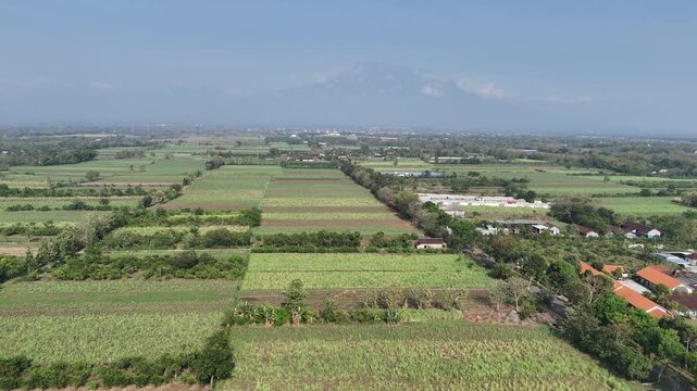 Drone Dolly Out Reveal: Sugarcane Fields Backed by Majestic Mount Lawu