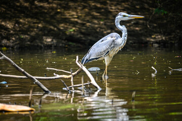 Grey Heron Bird Standing in Shallow Water Near Lake Shore