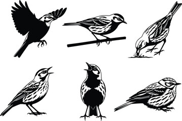 Bird silhouette vector set, flying bird, perched bird, singing bird, pecking bird, calm bird, black and white illustration, wildlife clipart