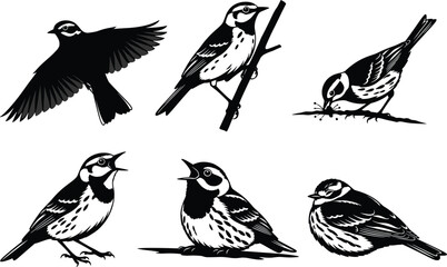 Bird silhouette vector set, flying bird, perched bird, singing bird, resting bird, black and white illustration, wildlife pose collection, stock art