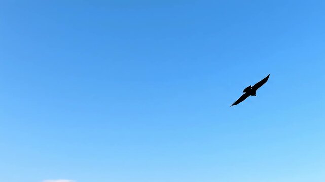 Bird of prey soaring in clear blue cloudless sky