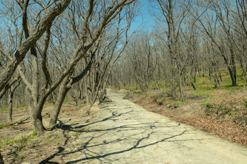 Red Fox Standing in the Woods of Russky Island
