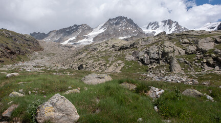 Natural variety found in an Alpine valley. Europe.
They were mainly taken in the Gran Paradiso valley, Italy. They were taken during a 7-day hike. From 1800 to 3100 meters altitude. 