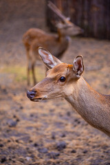 A white-tailed deer in the zoo vertical photo