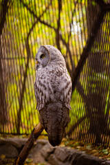 A great gray owl perches silently atop a pine tree in the zoo
