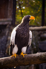 Old Steller's sea eagle (Haliaeetus pelagicus), also known as Pacific sea eagle or white-shouldered eagle in the zoo