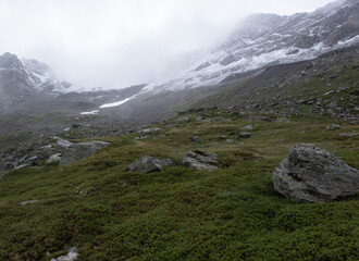 Natural variety found in an Alpine valley. Europe.
They were mainly taken in the Gran Paradiso valley, Italy. They were taken during a 7-day hike. From 1800 to 3100 meters altitude. 