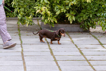 Woman walking brown dachshund on leash on paved path. Pet owner strolling outdoors with happy dog.