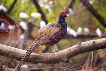 A common pheasant bird perched on a log with a forest background in the zoo